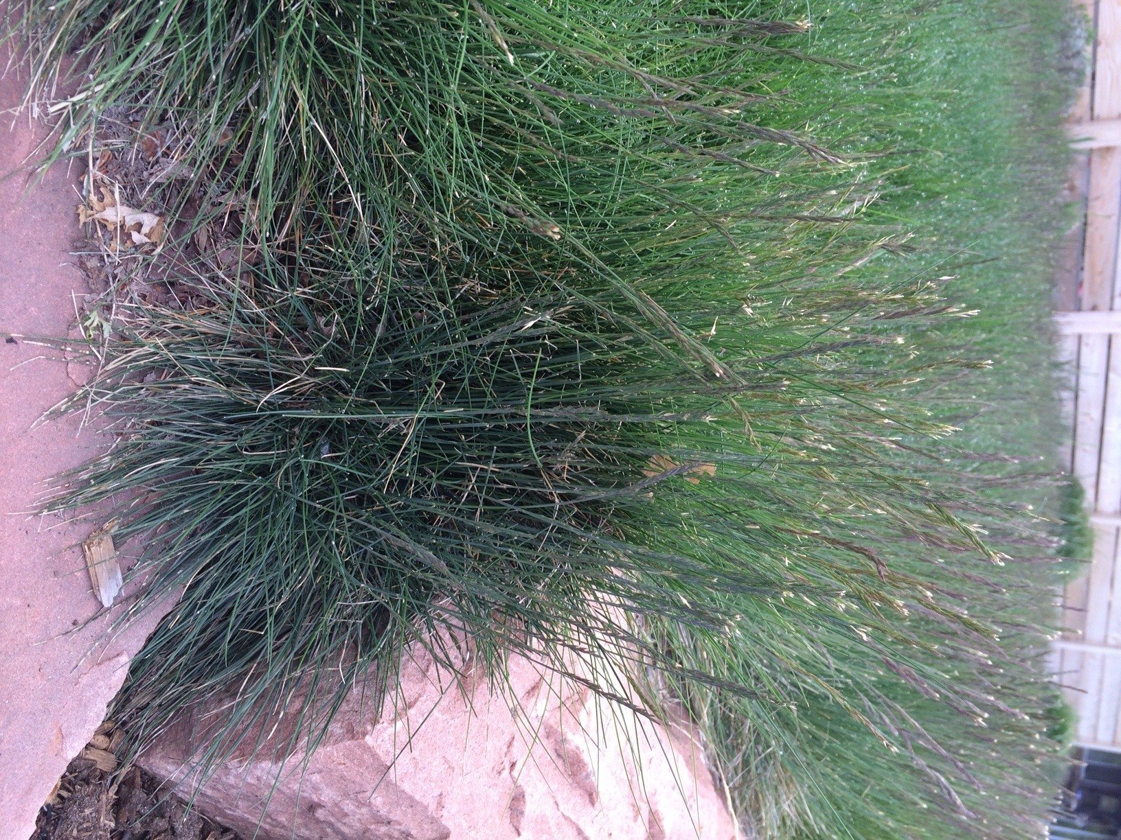 Sheep Fescue