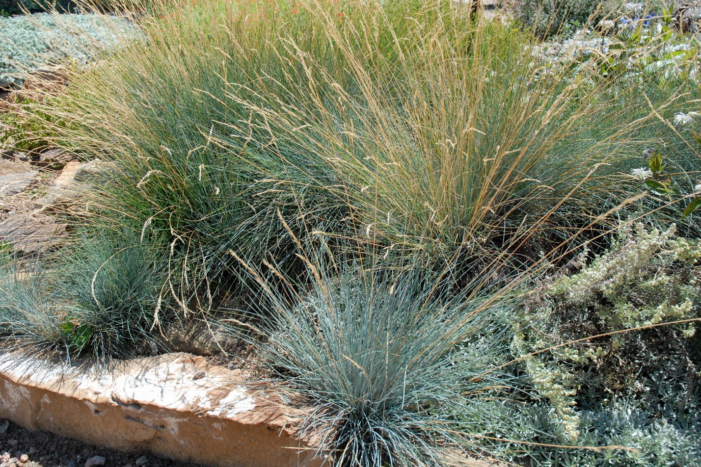 Blue Fescue