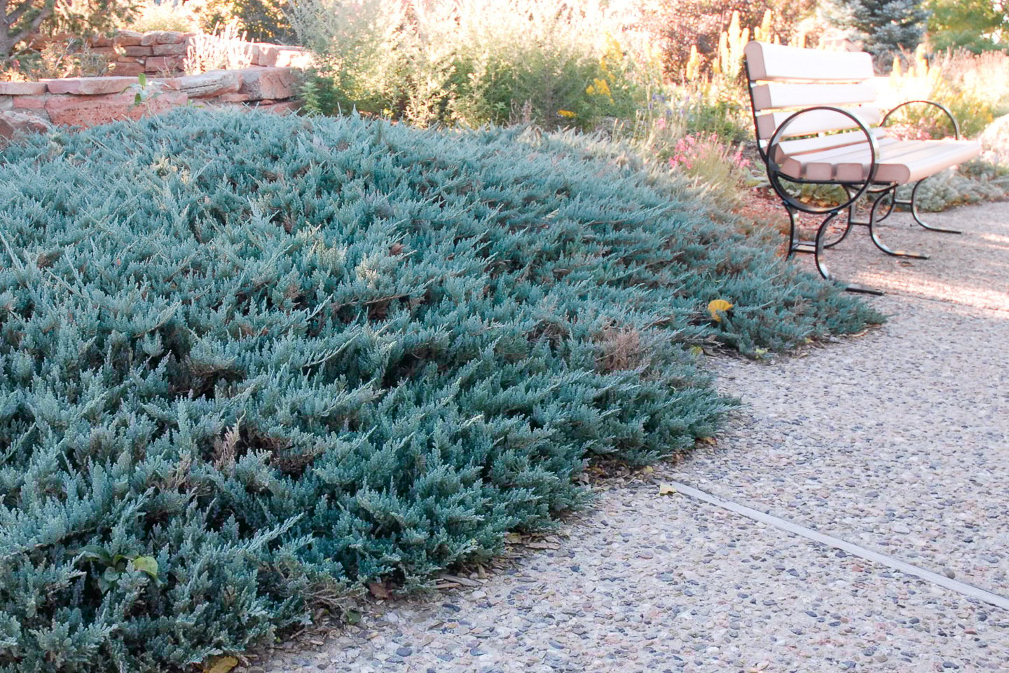Blue Chip Creeping Juniper