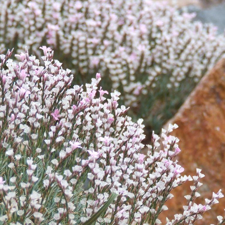 Close-up of clusters of small light pink and white flowers with green stems, set against a blurred background and rock.