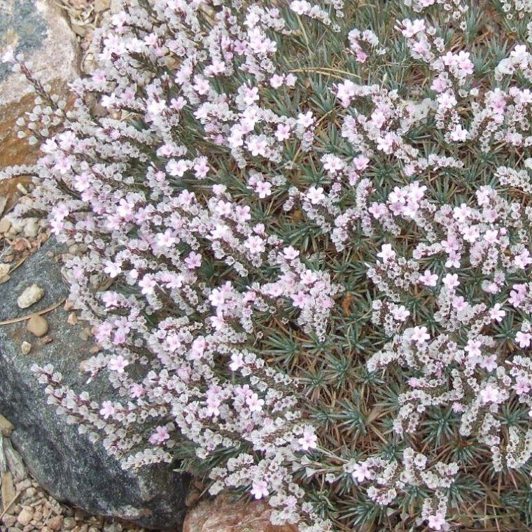 A cluster of pale pink wildflowers with needle-like green leaves surrounded by rocks.