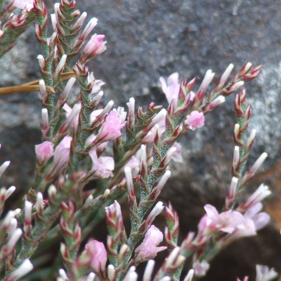 Close-up of plants with green and red-tipped stems and light pink flowers against a gray rock background.