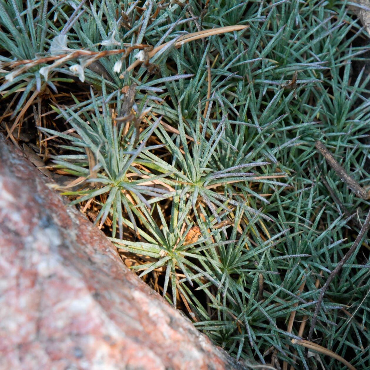 Close-up of spiky green foliage with a rough pinkish-brown rock on the left side.