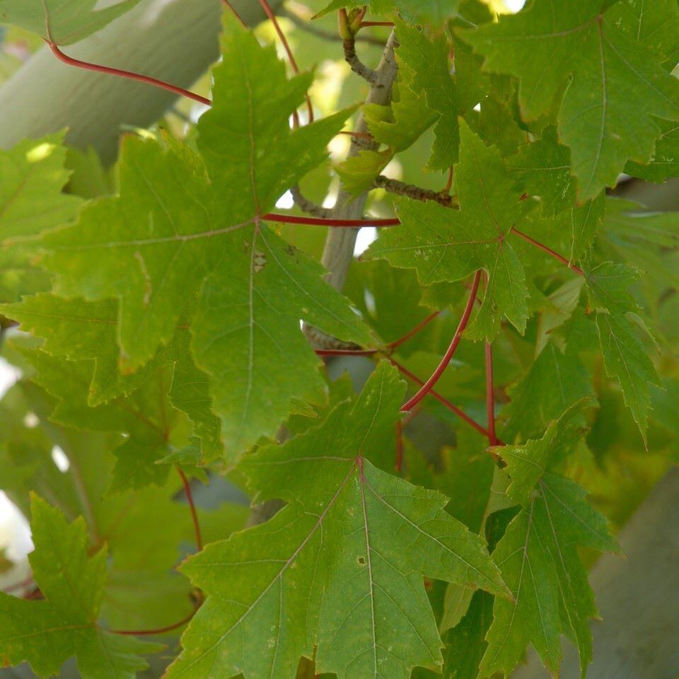 Green maple leaves under sunlight with red stems.