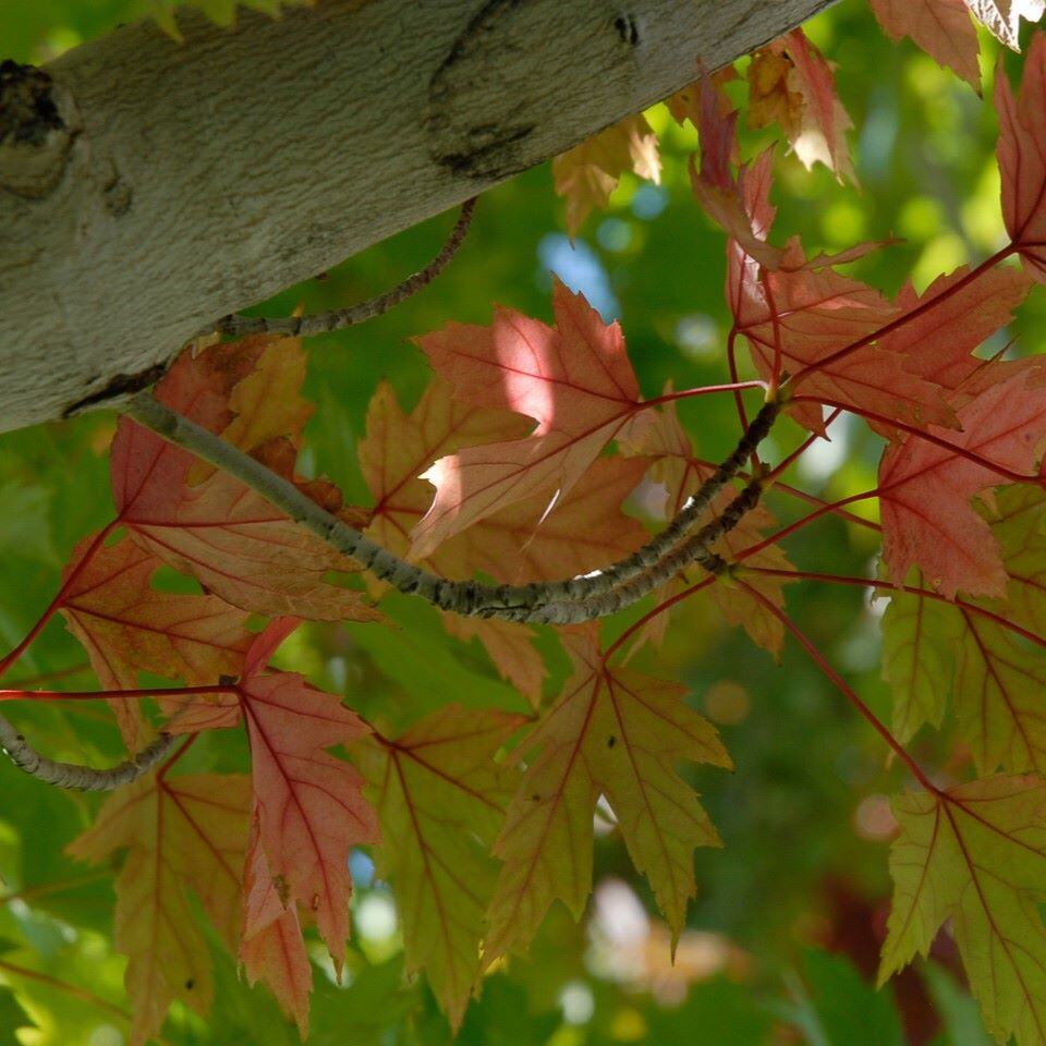 Close-up of autumn leaves on a tree branch with shades of red, orange, and green.