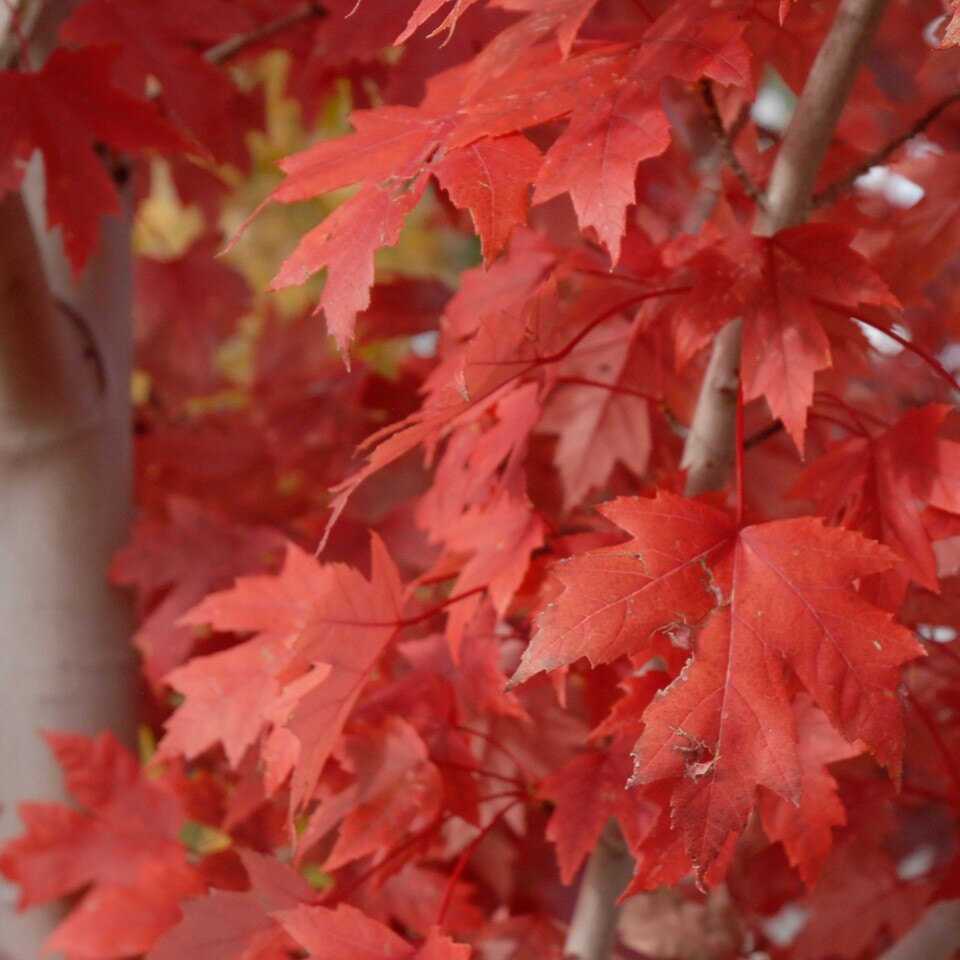 Close-up of red maple leaves in autumn.