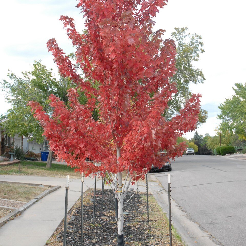 A red-leaved tree beside a suburban sidewalk.