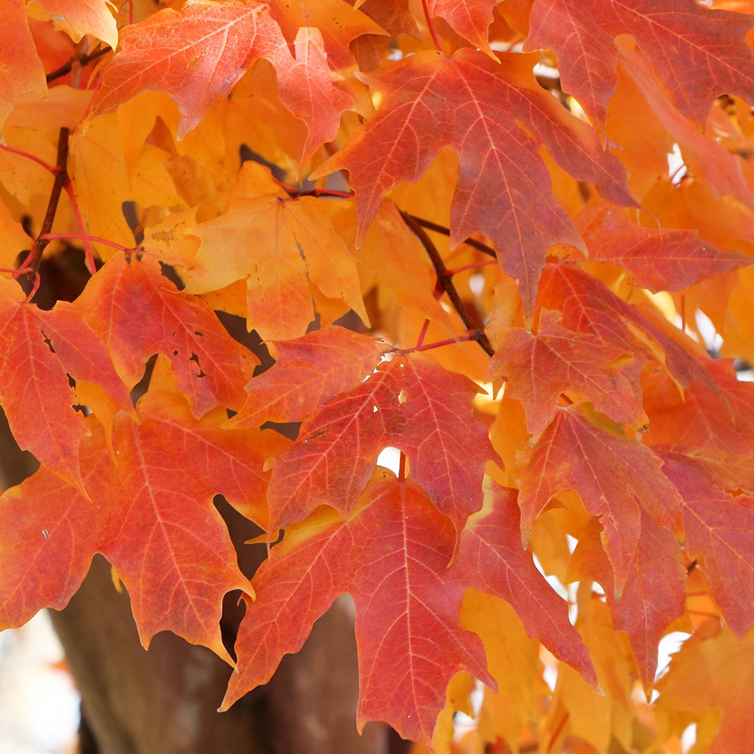 Close-up of red and orange maple leaves on a tree.