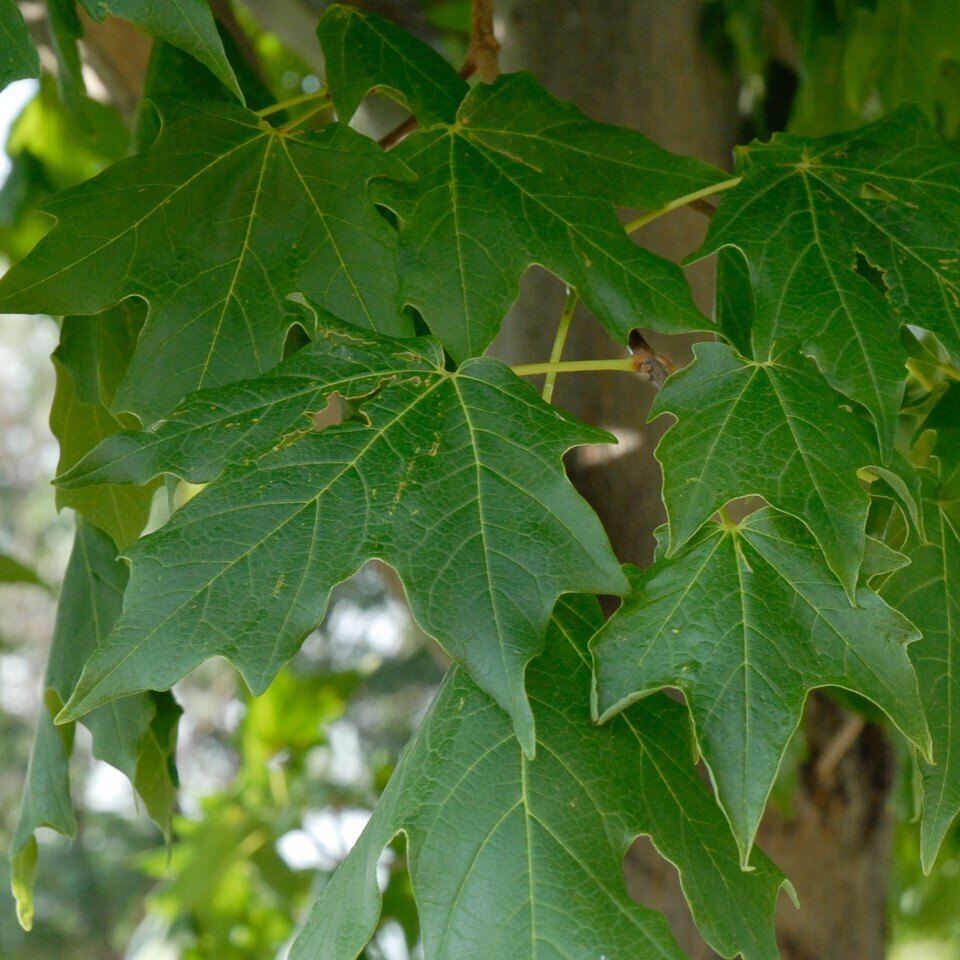 Green maple leaves with visible veins and lobes.