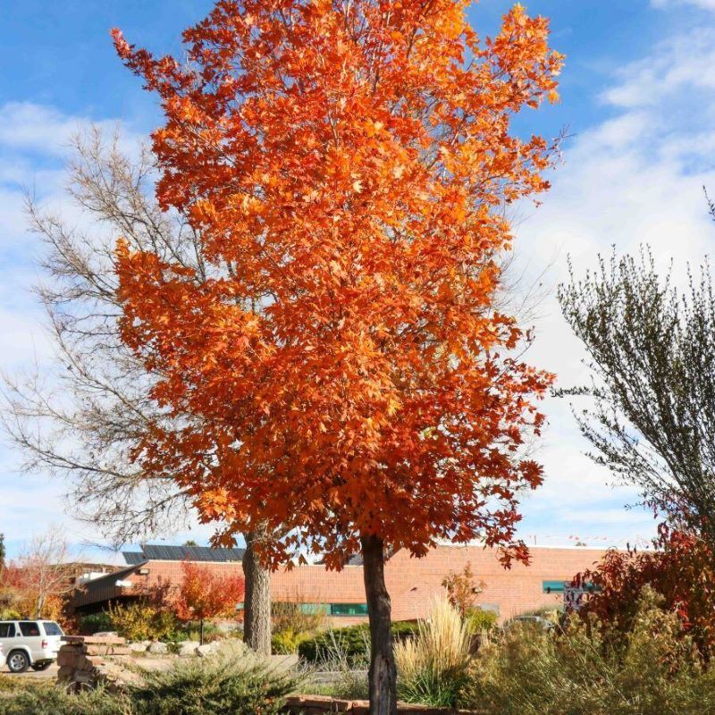 Bright orange-leaved tree in front of a red brick building under a blue sky.