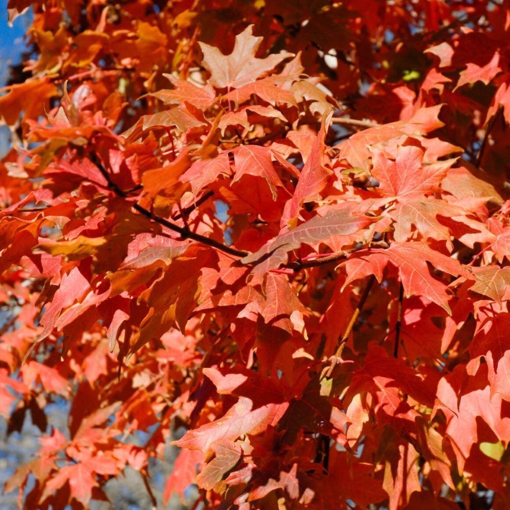 Close-up of bright orange and red autumn leaves.