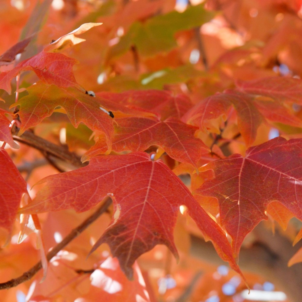 Close-up of red and orange maple leaves in autumn.