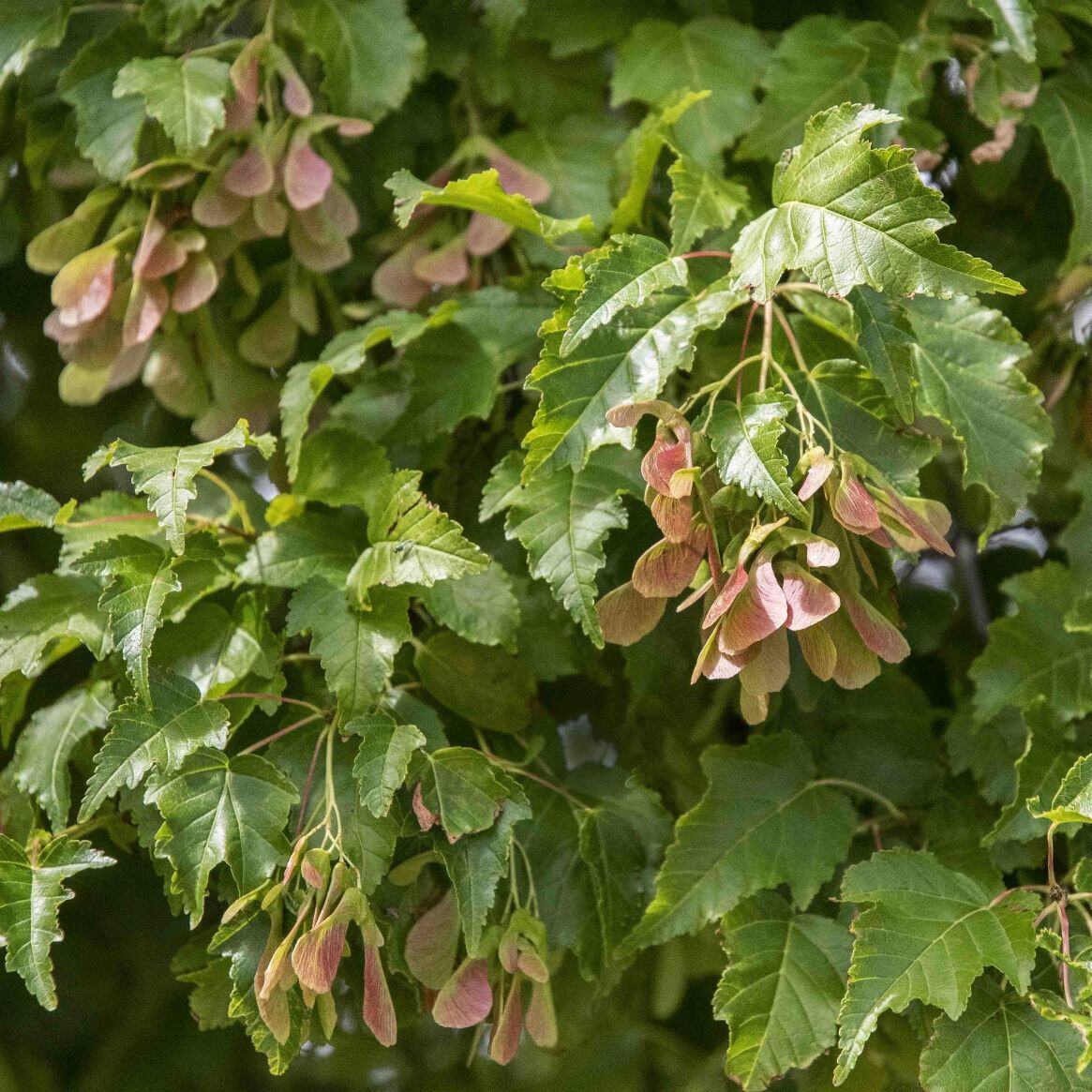 Close-up of green leaves and pinkish maple seeds.