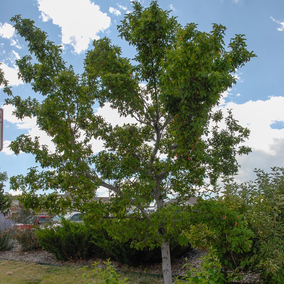 A green-leafed tree in a landscaped area near a street.