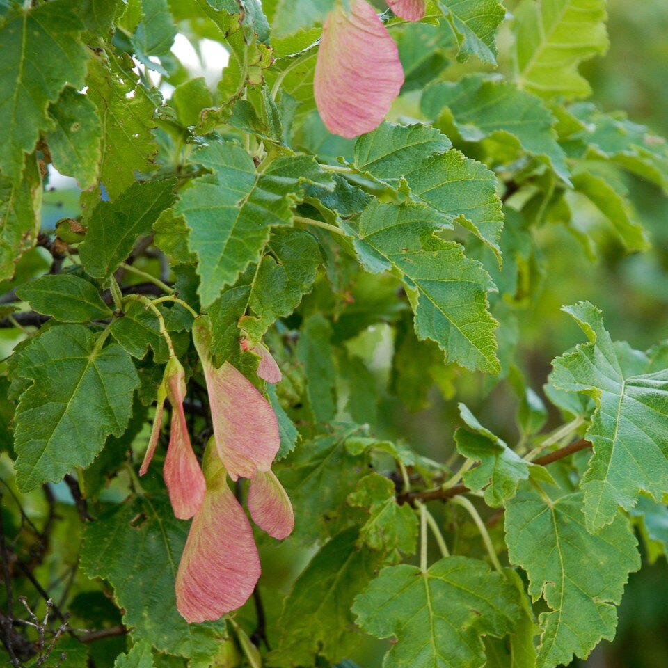 Close-up of green leaves and pink samaras on a tree.