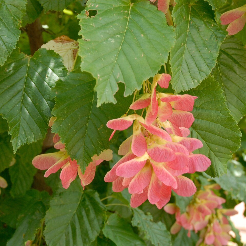 Pink samara fruits amid green serrated leaves on a tree.