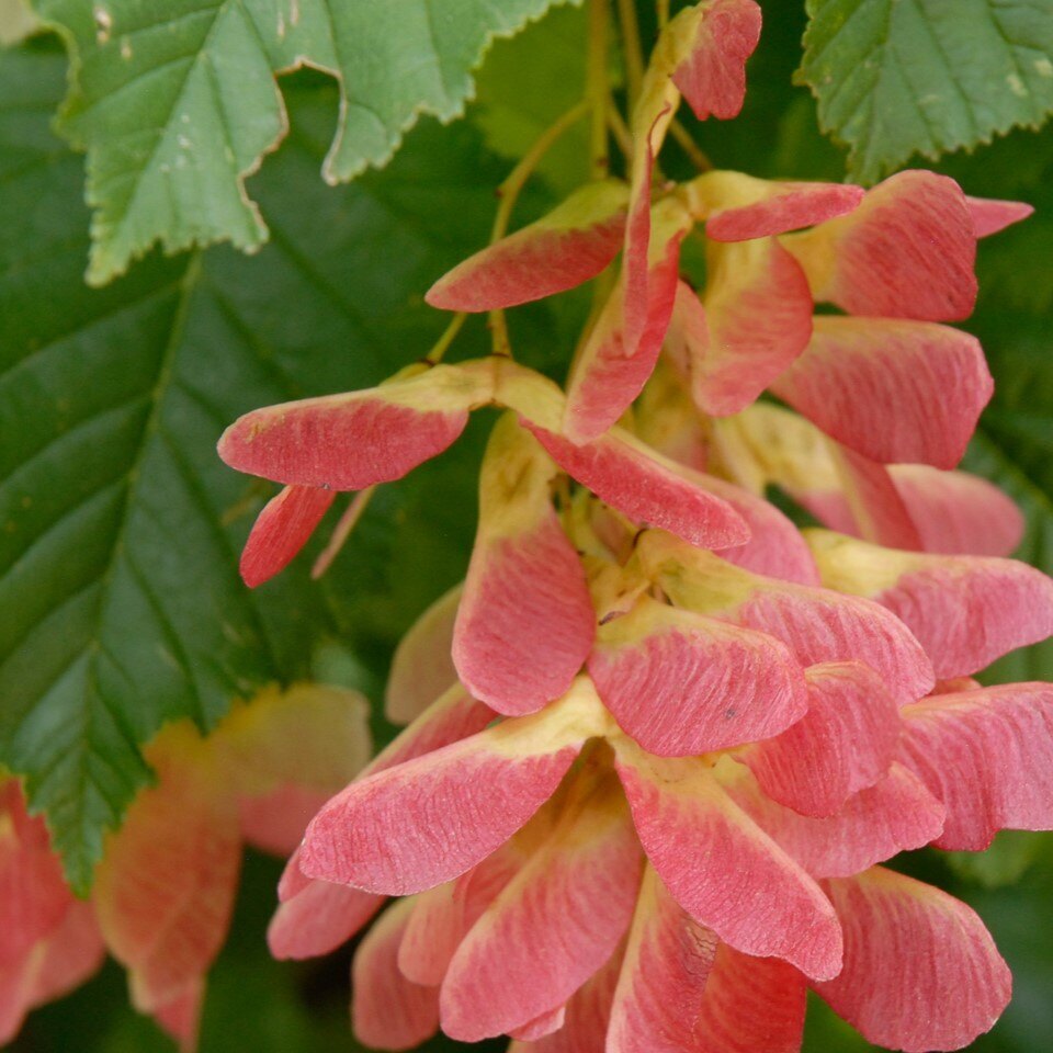 Pink maple samaras among green leaves.