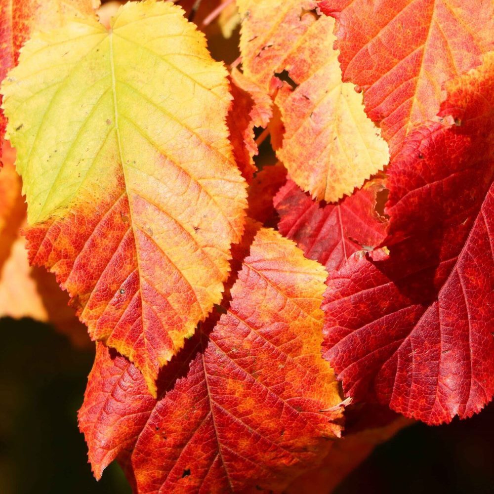 Close-up of autumn leaves in yellow, red, and orange hues.