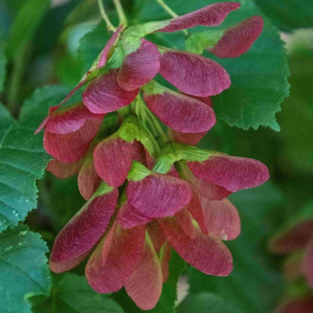Close-up of reddish-pink samara seeds on a green leafy background.