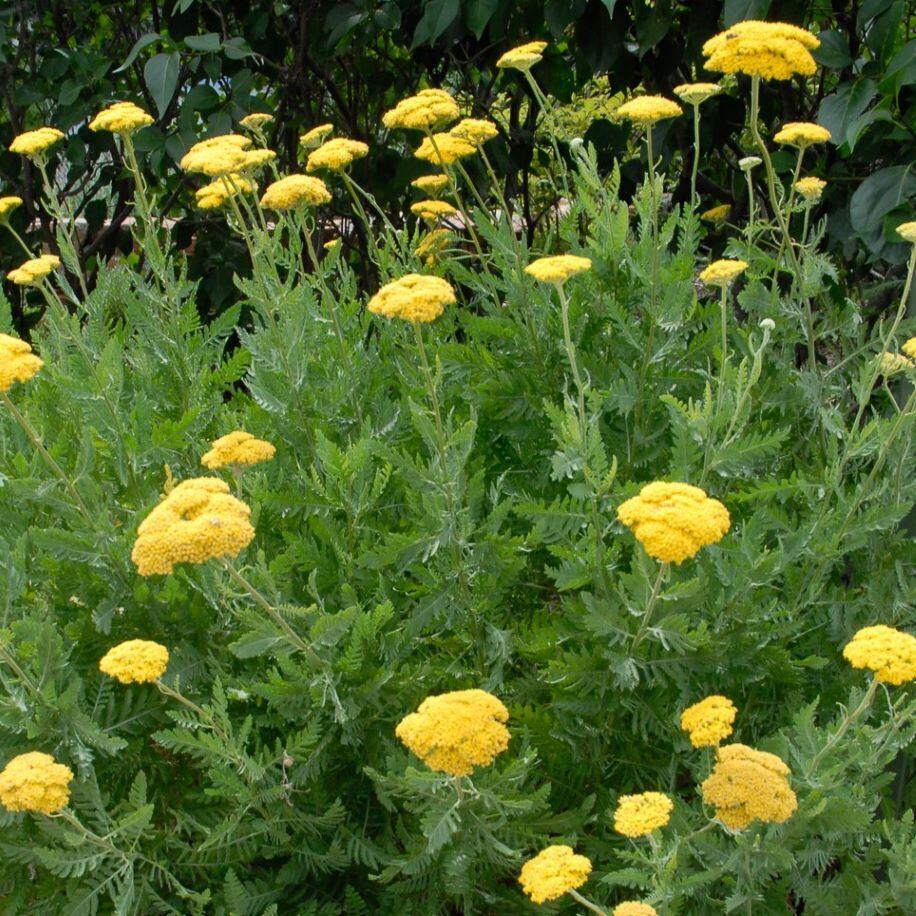 Coronation Gold Yarrow