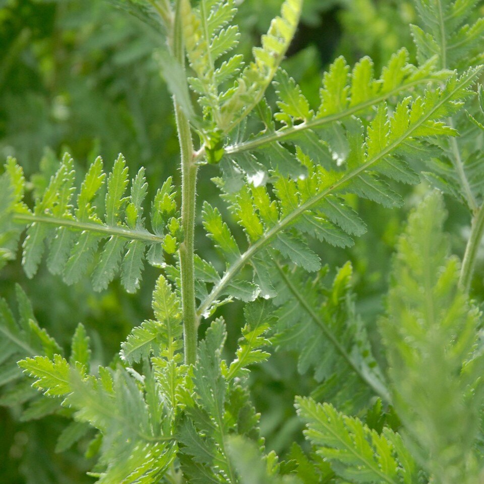 Close-up of a green fern-like plant with finely divided leaves.