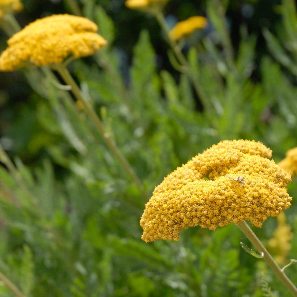 Close-up of a yellow yarrow flower with an insect on it, surrounded by blurred greenery.