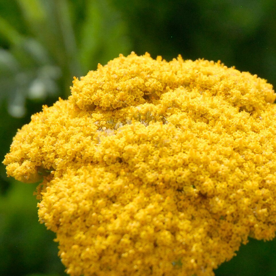 Close-up of a yellow yarrow flower cluster with a green blurred background.
