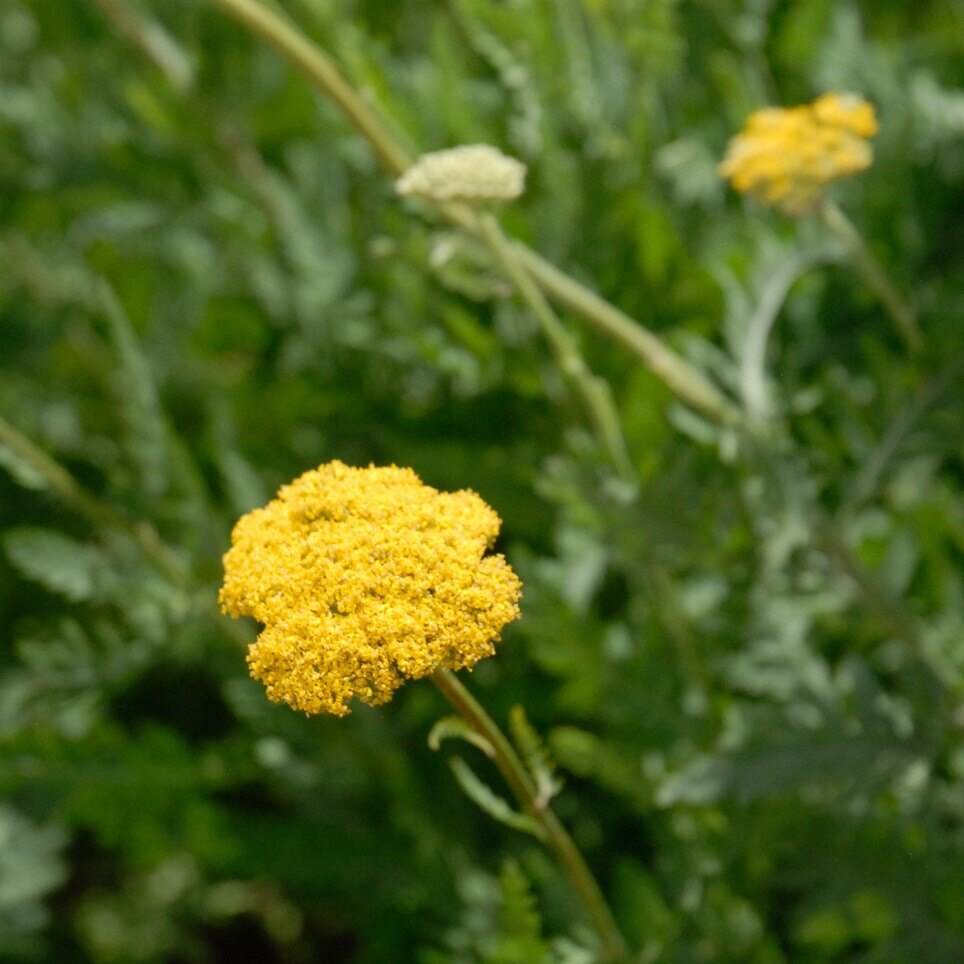 Close-up of a bright yellow flower cluster with a blurred green background.
