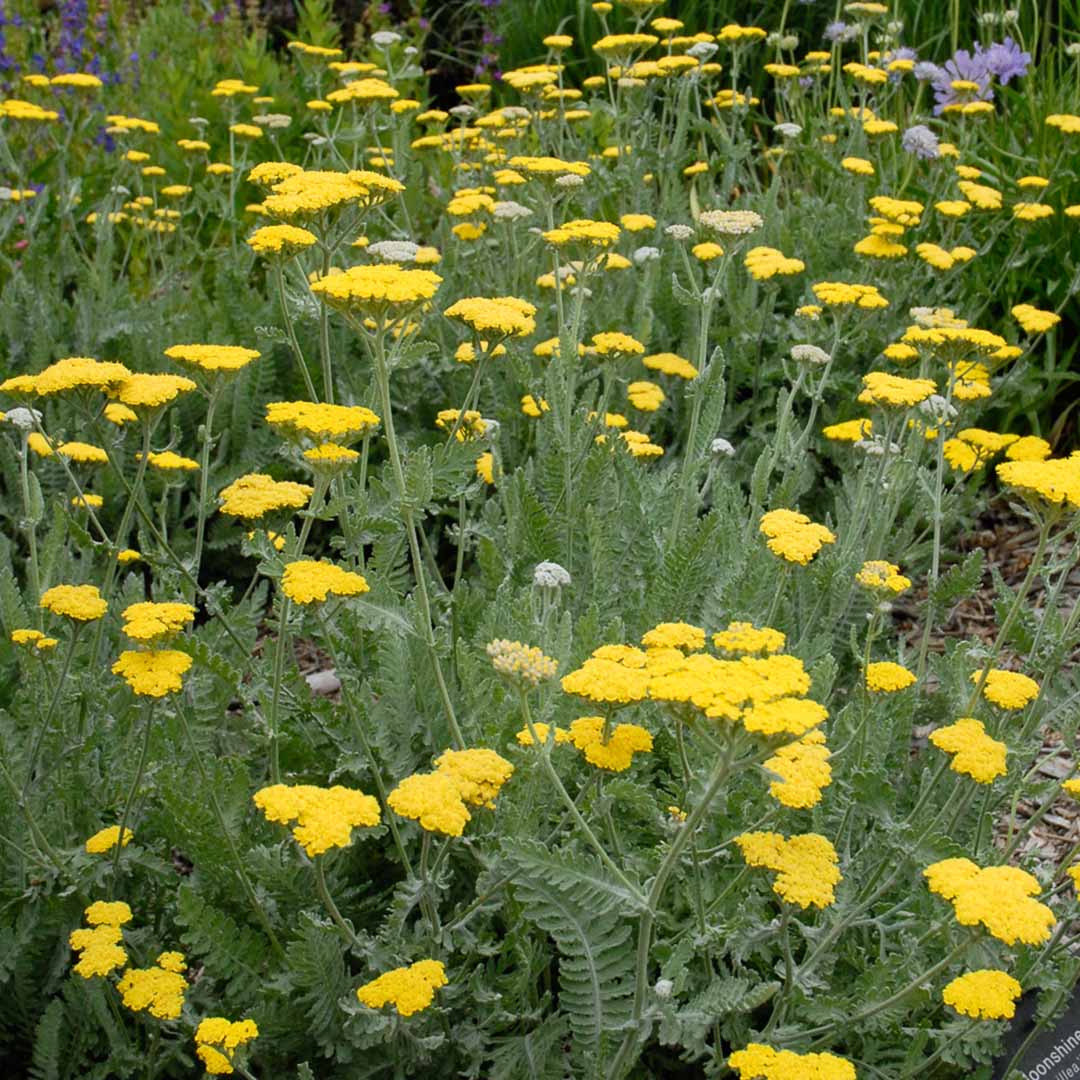 Yellow yarrow flowers with feathery green leaves.