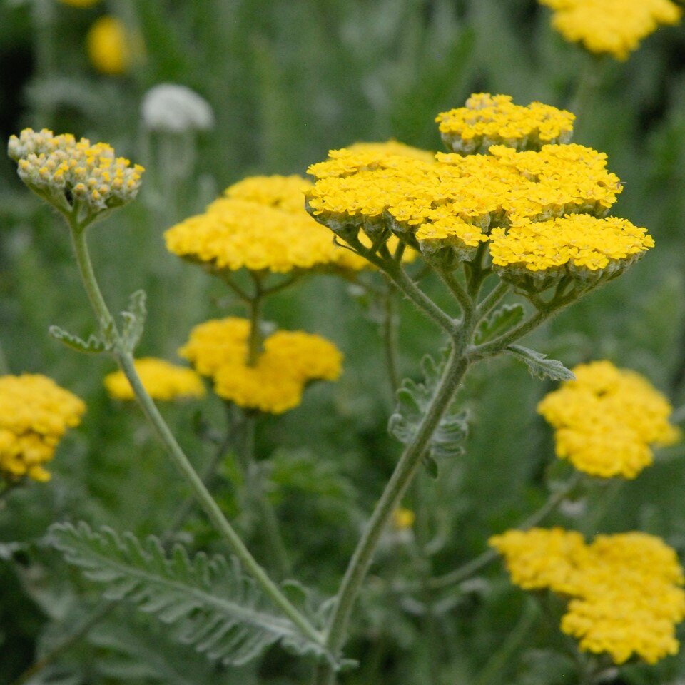 Close-up of bright yellow yarrow flowers with green feathery leaves.