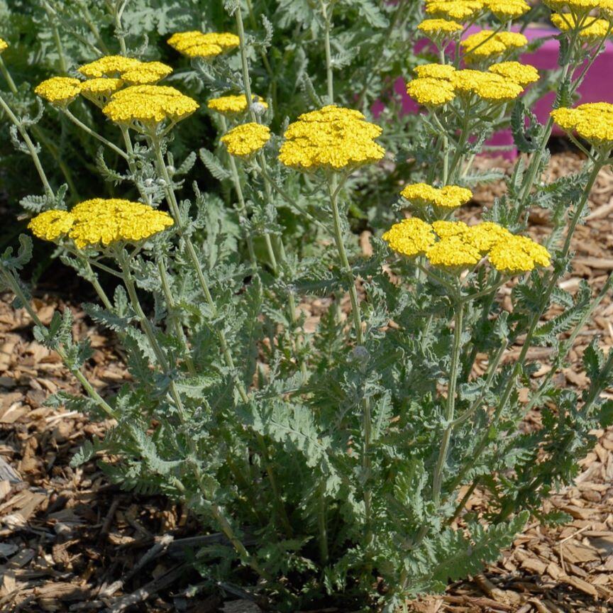 Bright yellow flowering plant with green fern-like leaves.