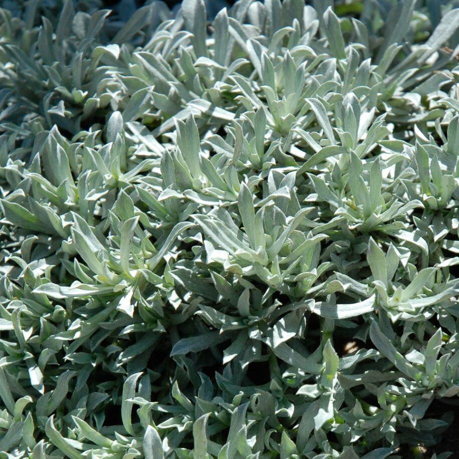 Dense cluster of silvery-green succulent plants with elongated, upward-curving leaves.