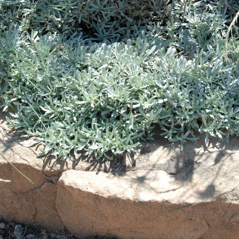 Gray-green foliage in a circular stone-bordered garden bed.