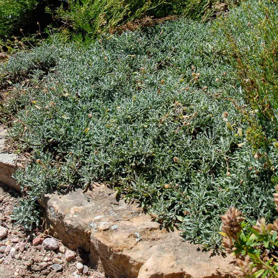 Dense ground cover plants bordered by stones in a garden setting.