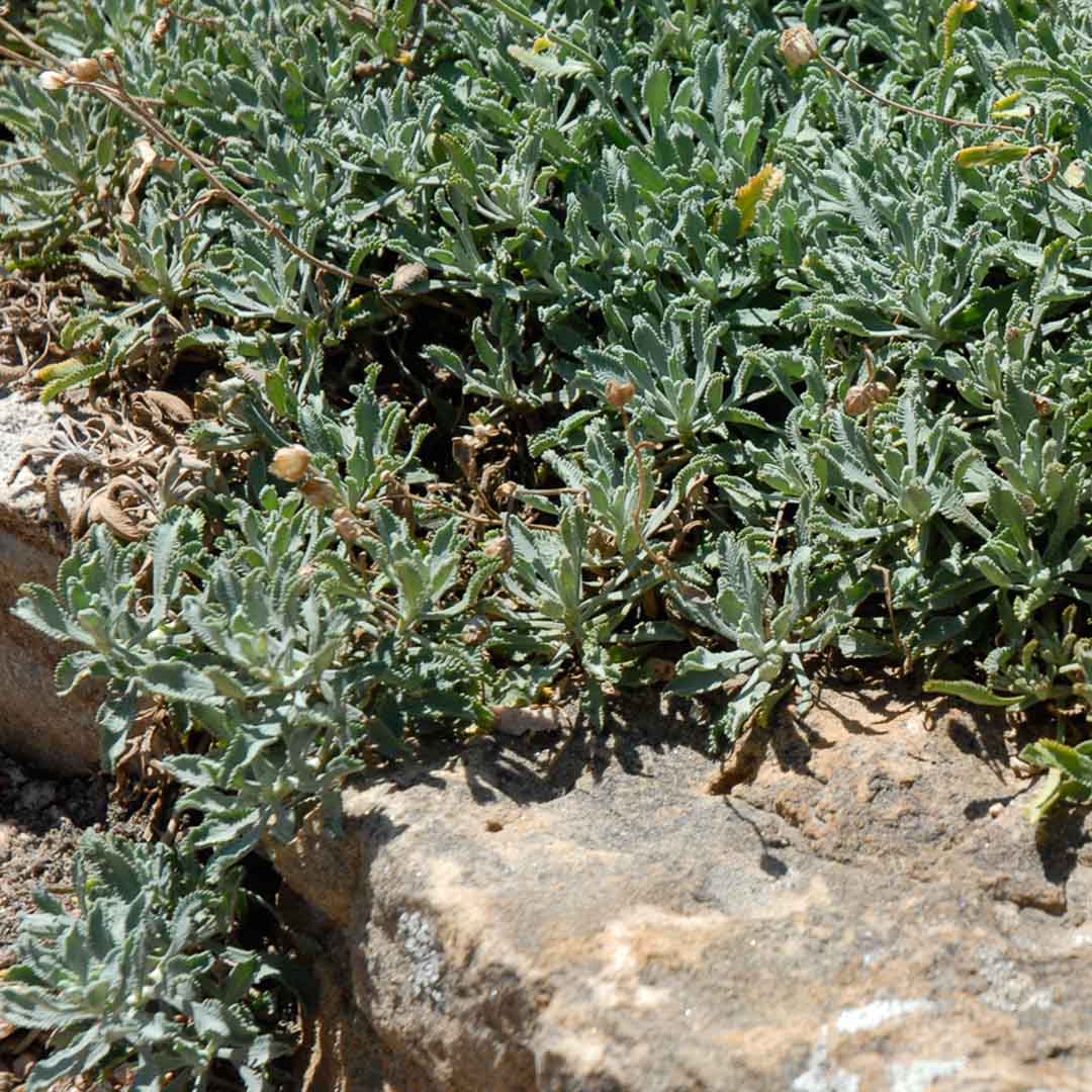 Green leafy plants growing over a stone surface with dried stems and small flowers.