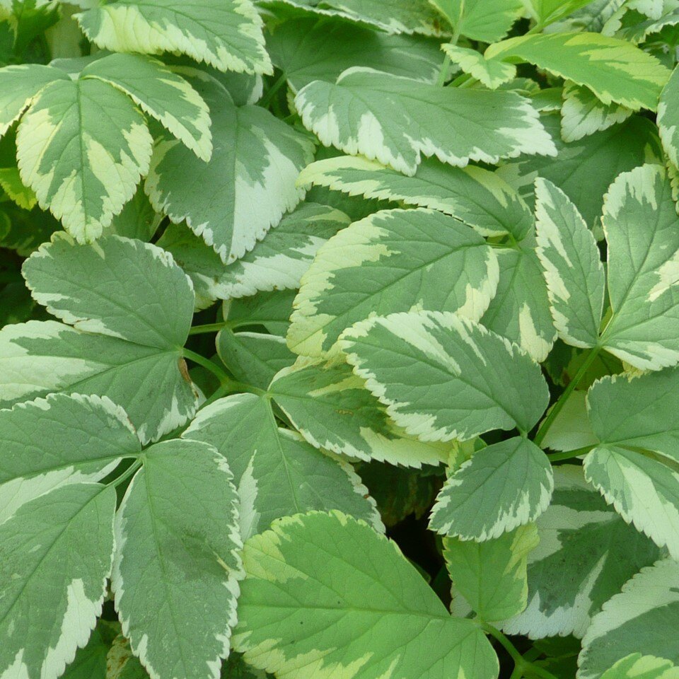 Green leaves with white variegated edges.