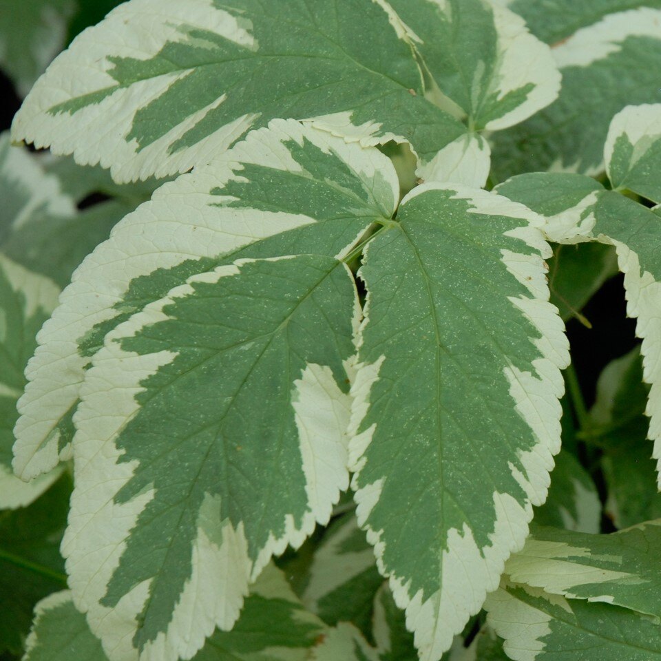 Close-up of variegated green and white leaves with serrated edges.