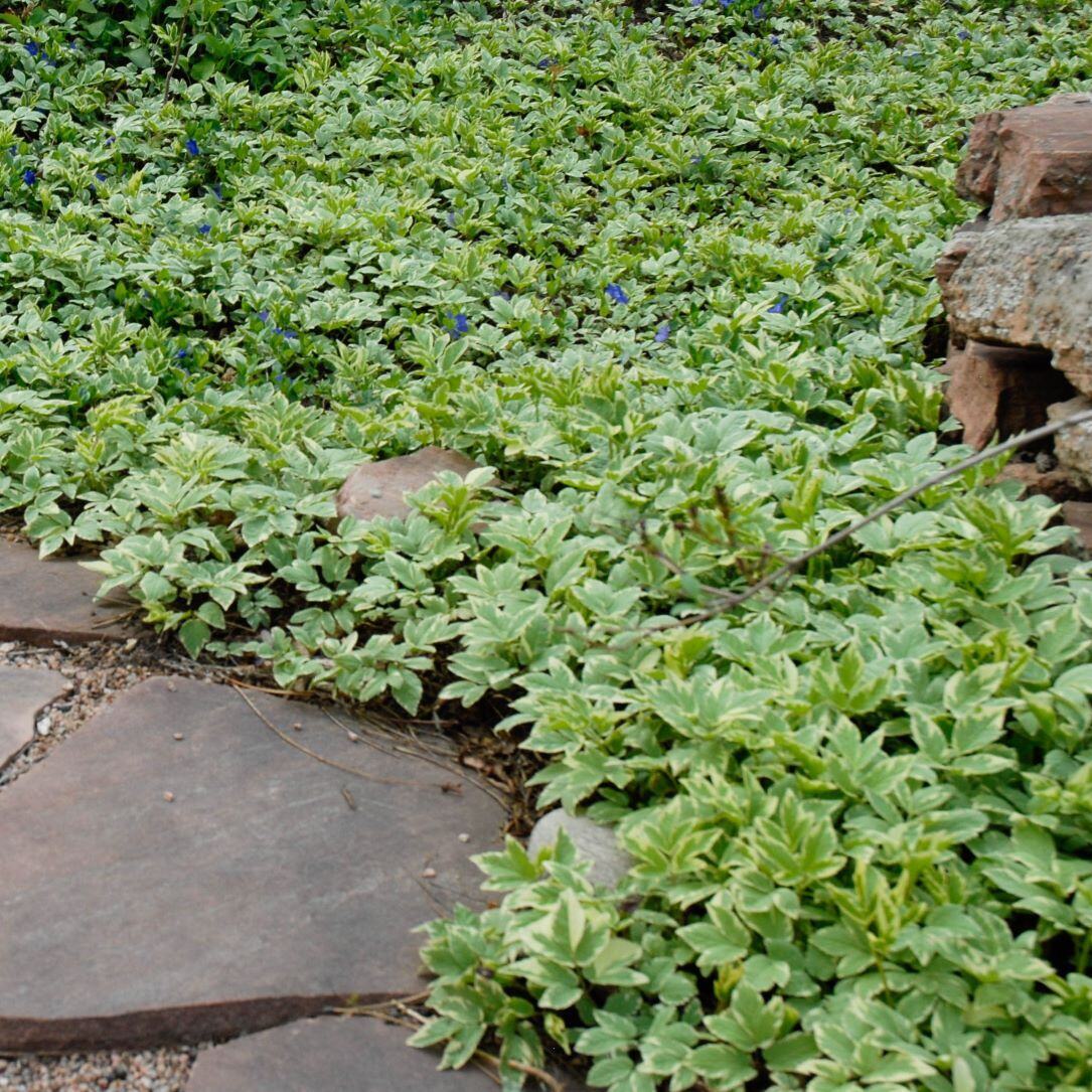 A stone pathway surrounded by green ground cover plants with small blue flowers.