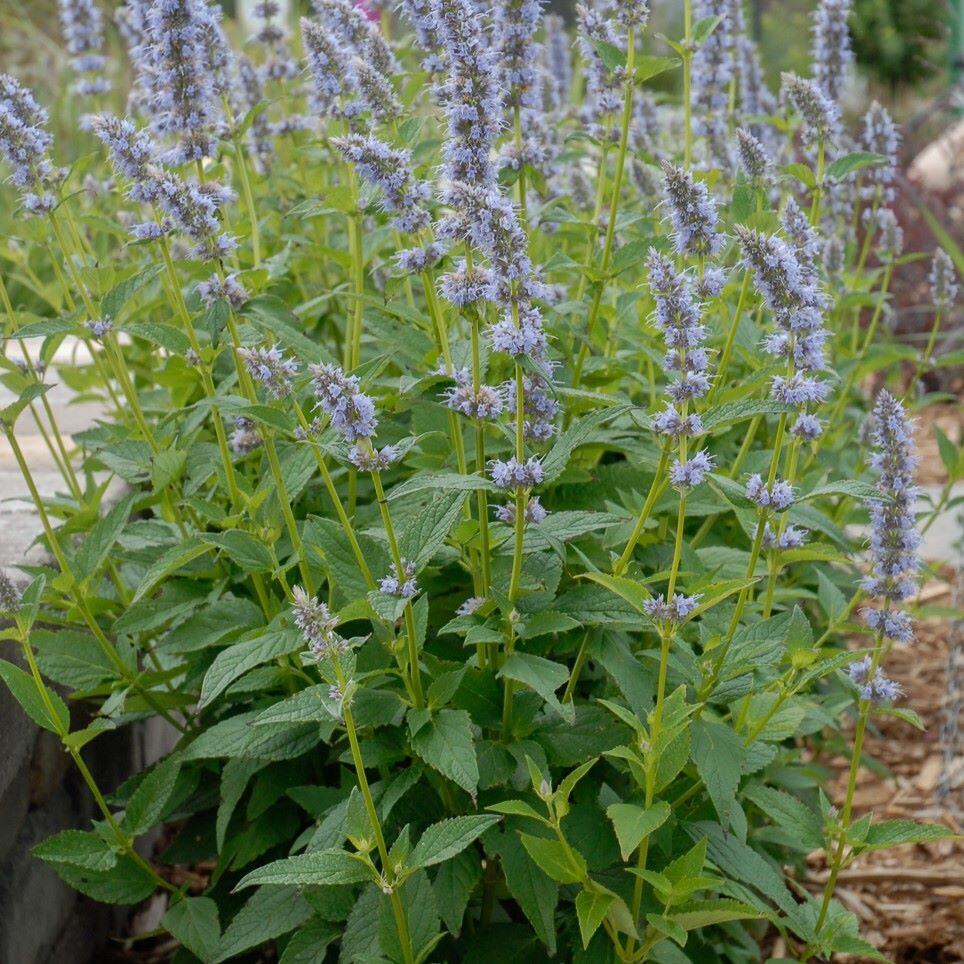 Blue Fortune Hyssop