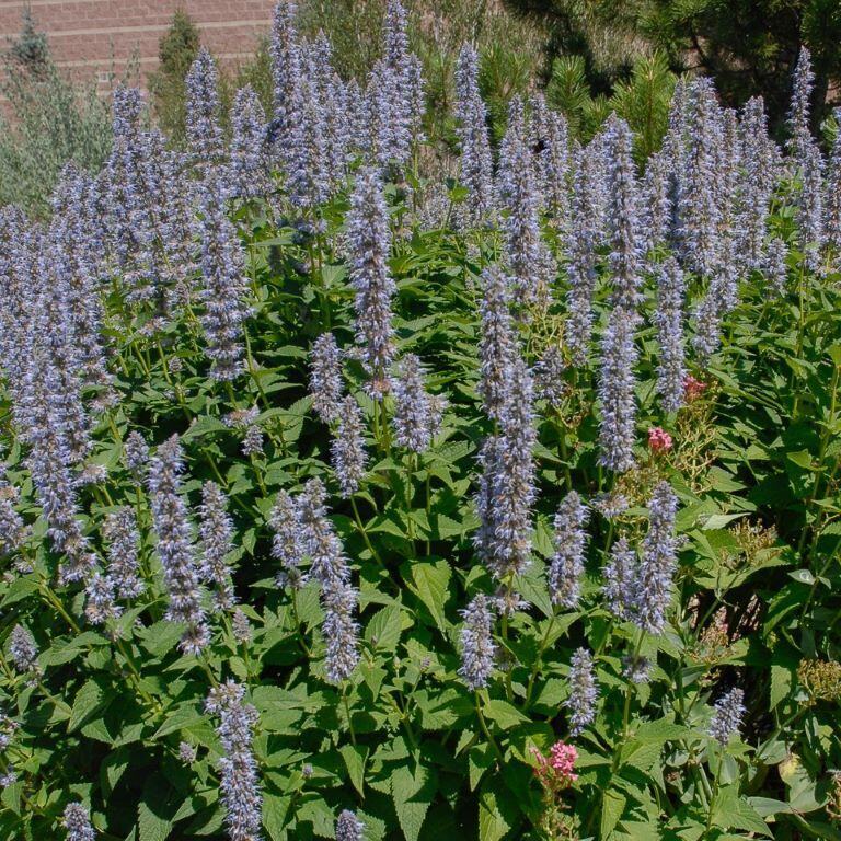 A cluster of blue giant hyssop plants with purple-blue flowers and green leaves.