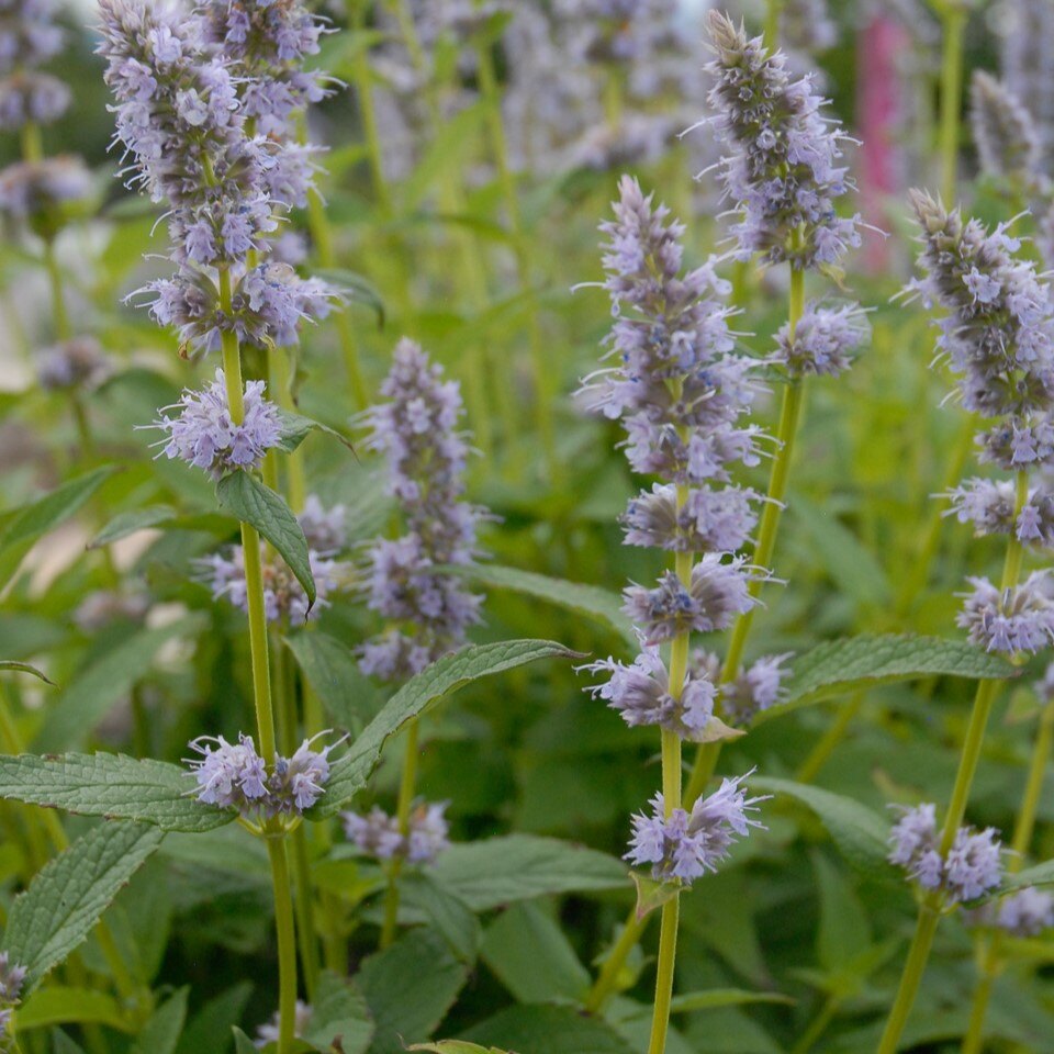 Close-up of plants with pale purple flowers and green leaves.