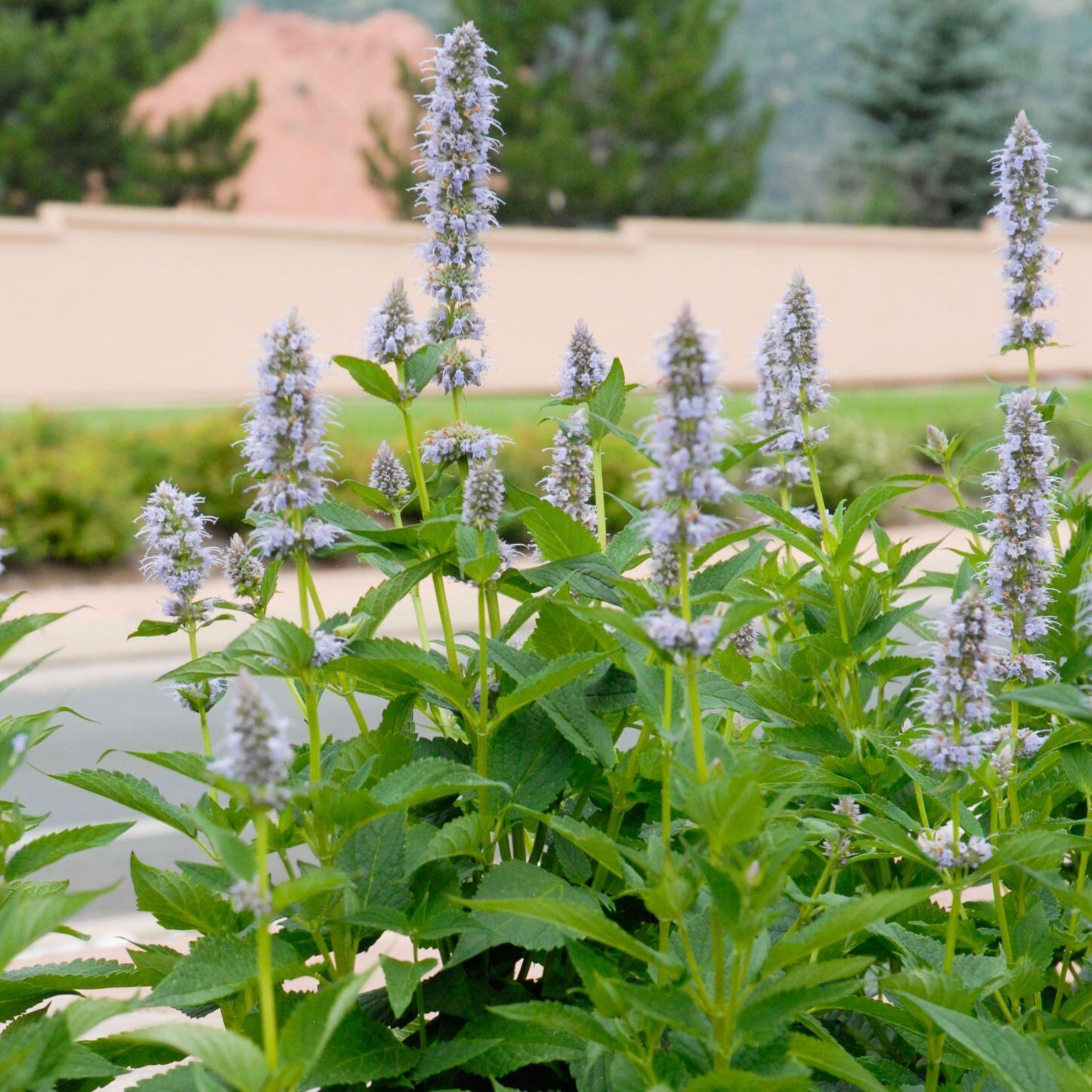 Tall plants with light purple flower spikes and green leaves.