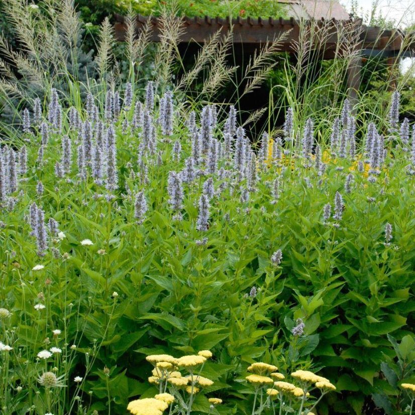 A garden with tall, lavender-blue flowers, yellow and white blossoms, and a pergola in the background.