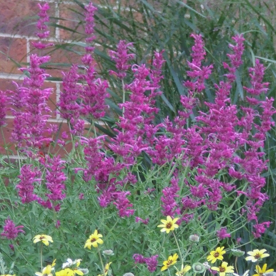 Sonoran Sunset Hyssop