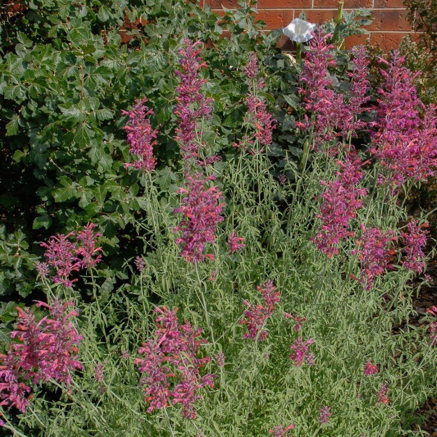 Cluster of pink and purple flowering plants in front of a brick wall.