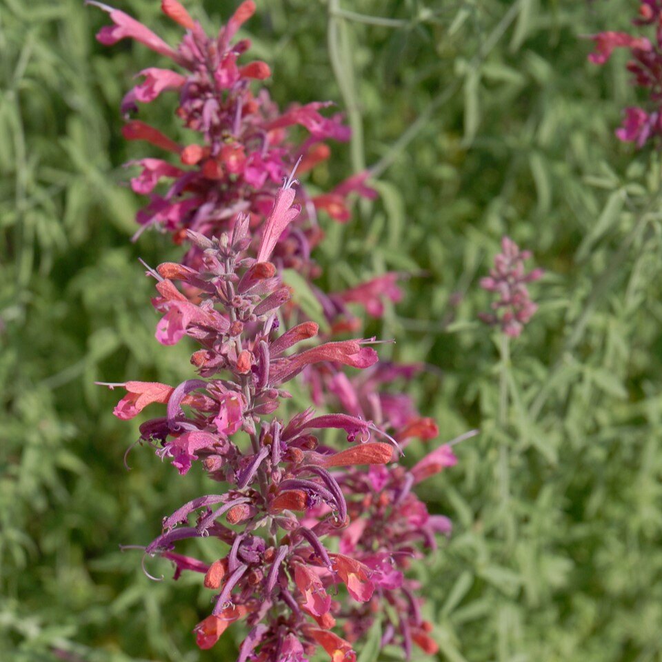 Close-up of pink and orange flowers on a tall stalk with green foliage in the background.