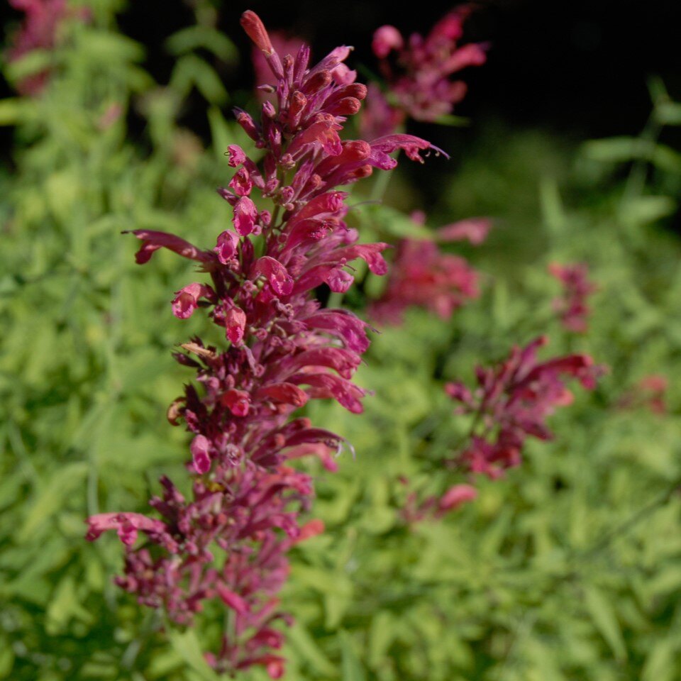 Close-up of pink tubular flowers on a green plant.
