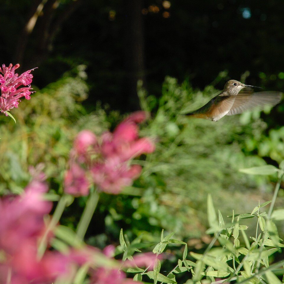 A hummingbird hovering near pink flowers with a green foliage background.