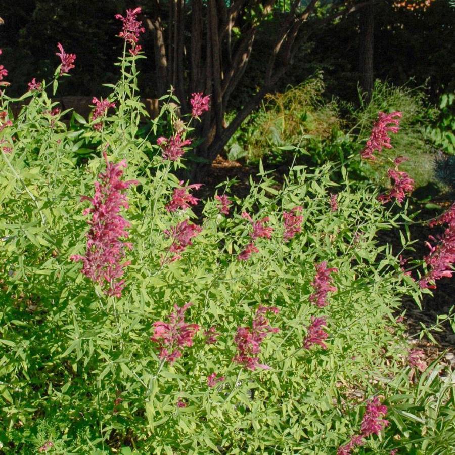 A bush with tall spikes of pink flowers and green leaves in a garden setting.