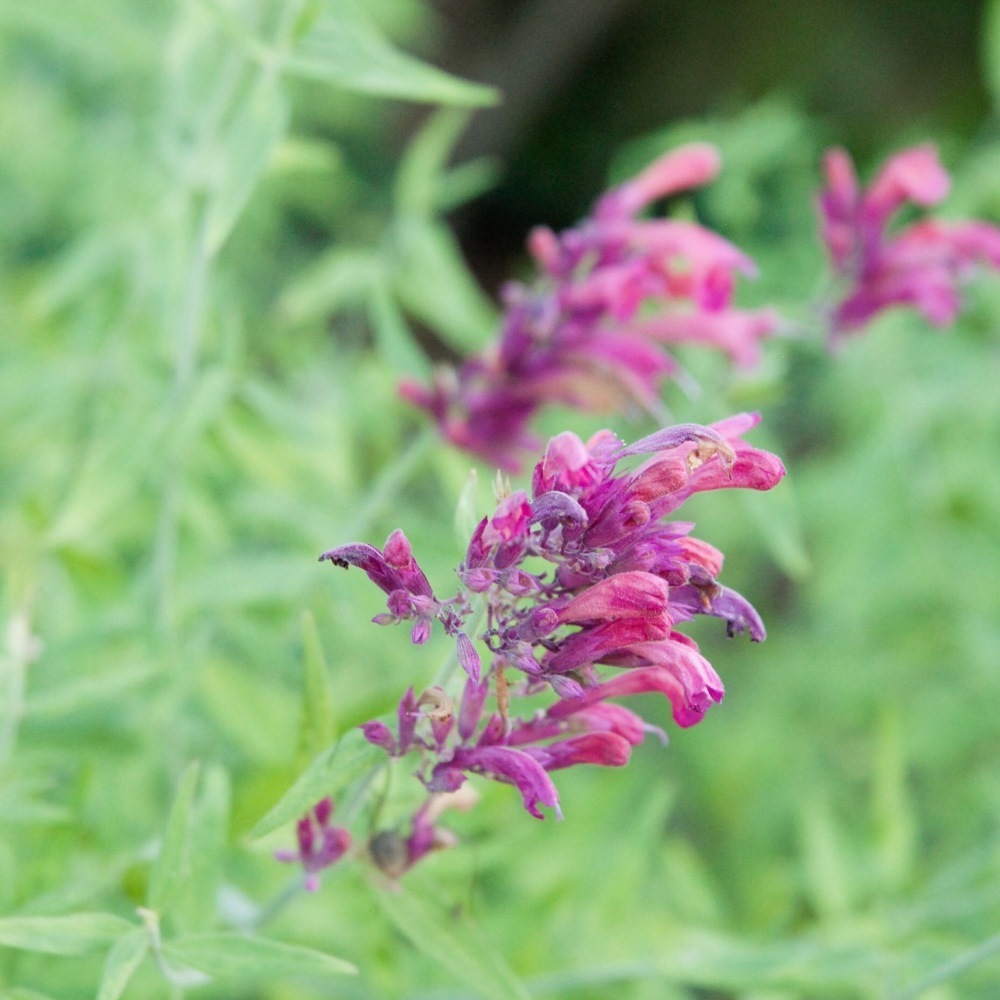 Close-up of pink and purple flowers against a green leafy background.